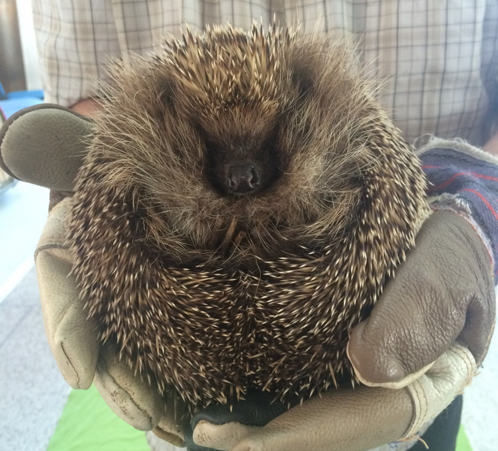 Theater Hedgehogs in Yaroslavl - a real childrens holiday Theater Hedgehogs in Yaroslavl - a real childrens holiday